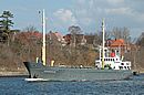 Kormoran Kormoran